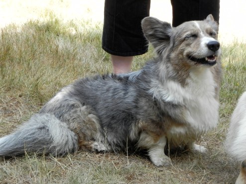 This beauty is Dagmar and belongs to the hosts. I suppose this would be one of the hosting corgis! ;)